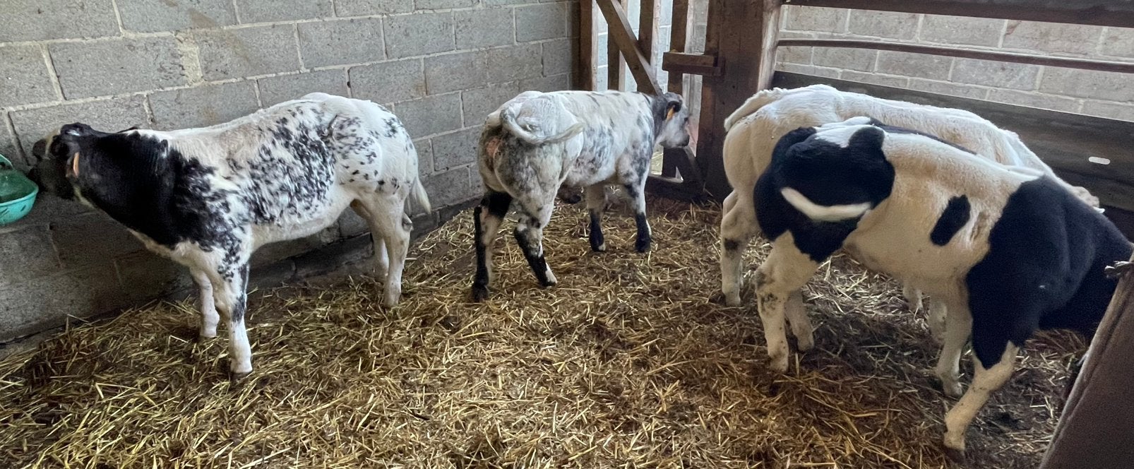 Dikbilstieren, Dieren en Toebehoren, Runderen, Mannelijk, 0 tot 2 jaar