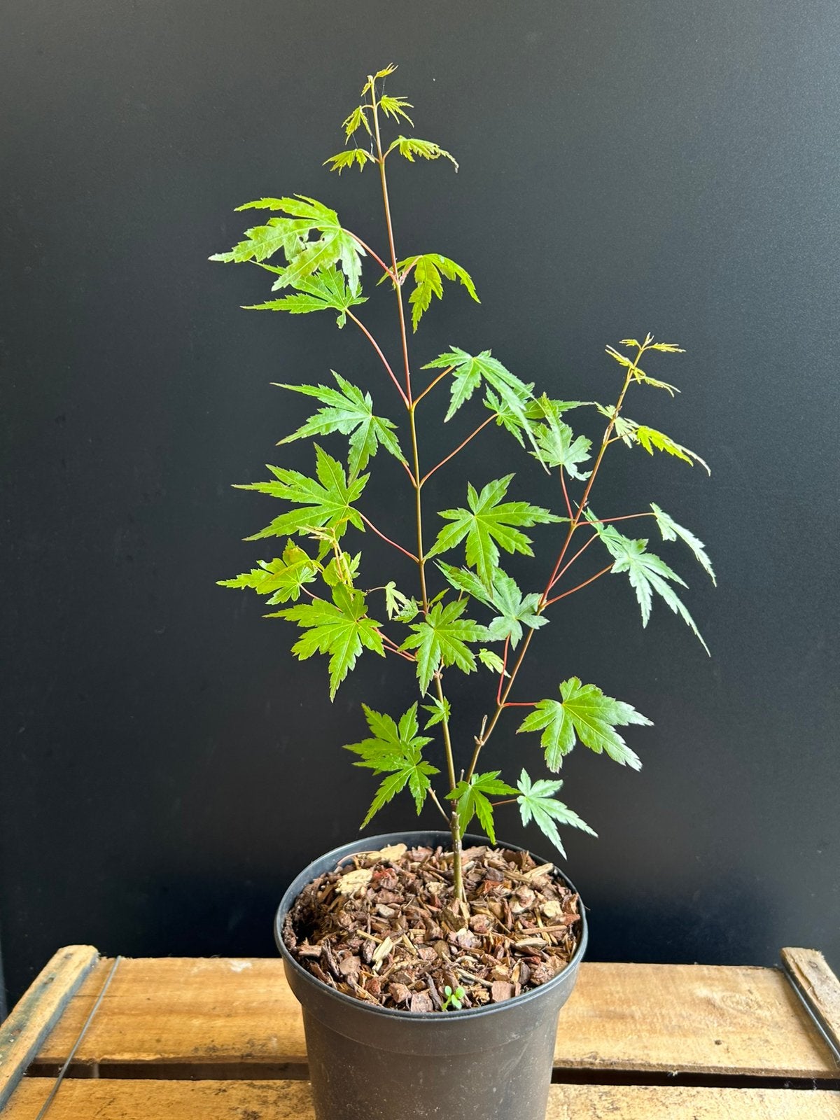 Japanse esdoorns, Tuin en Terras, Ophalen
