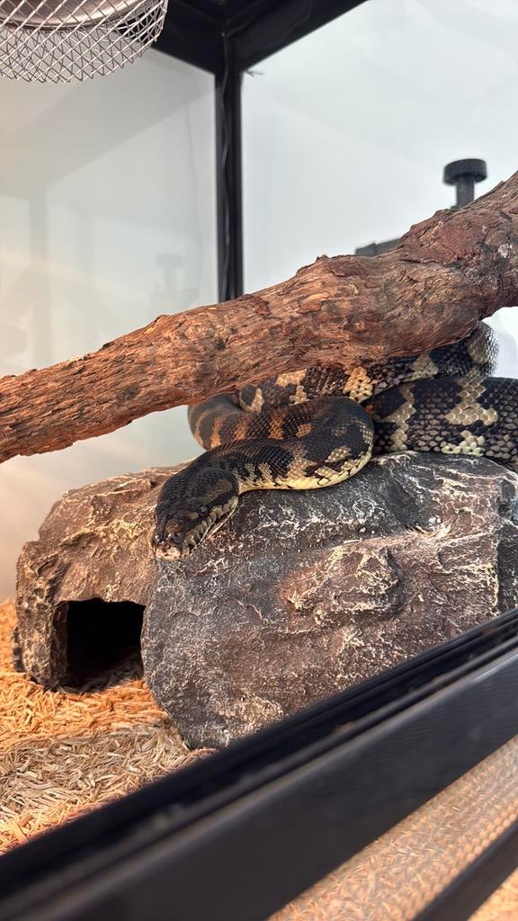 Tapijt pythons, Met terrarium