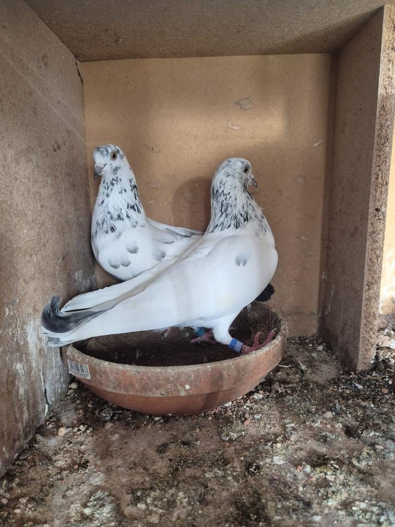 Pakistan hoogvlieger beste kopel, Dieren en Toebehoren, Vogels | Duiven