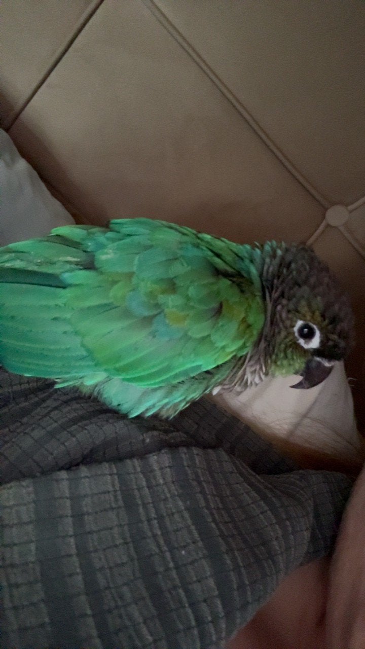 Conure molinae, Dieren en Toebehoren, Ophalen of Verzenden