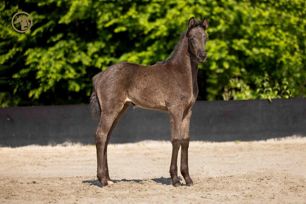 Merrieveulen (v. Royal Dynamic), Jument, Cheval de dressage, Avec pedigree, 0 à 2 ans