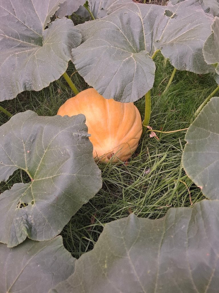 pompoenen en butternot, Diversen, Ophalen