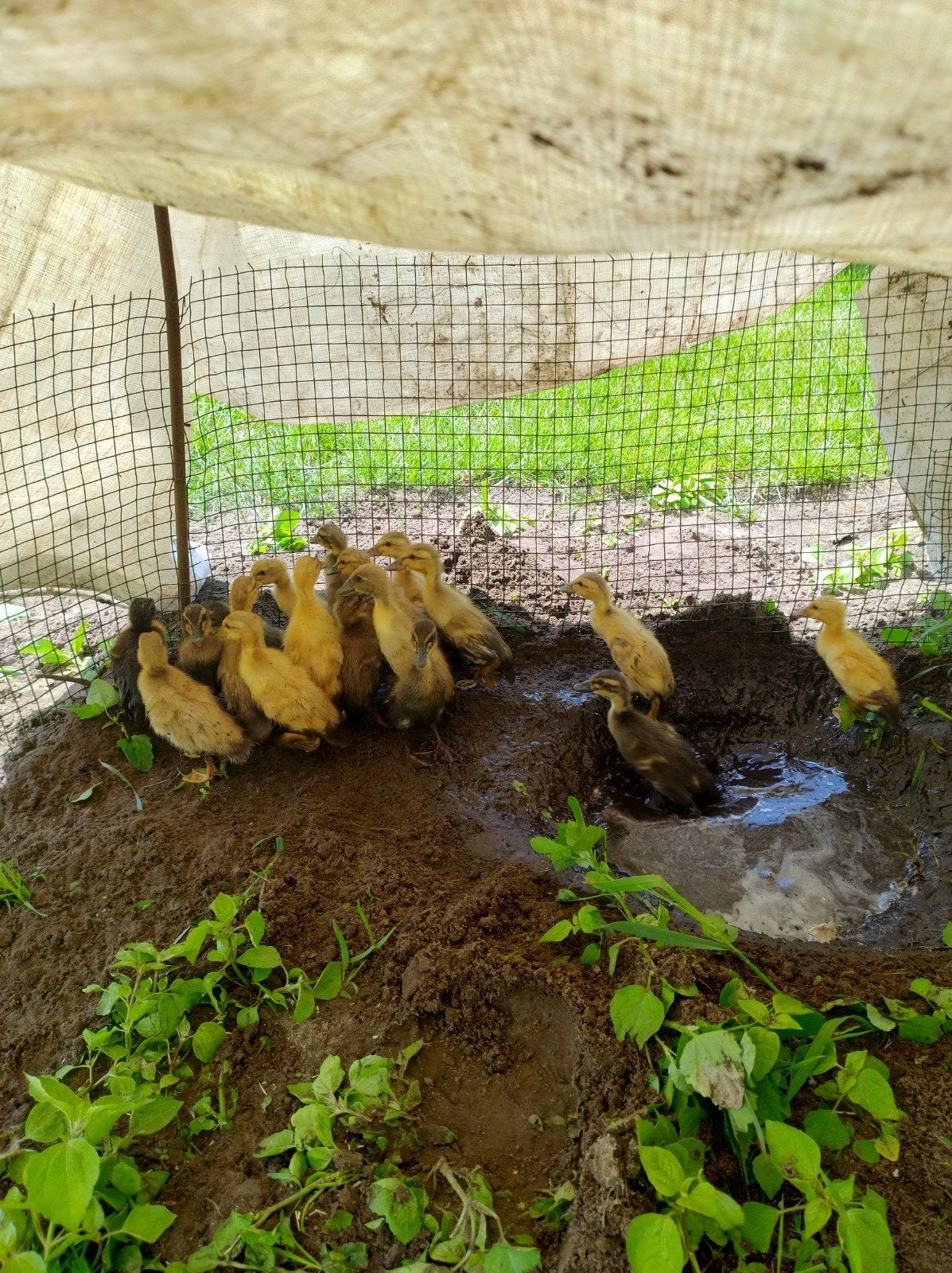Indische loopeenden kuikens, Dieren en Toebehoren, Geslacht onbekend, Eend