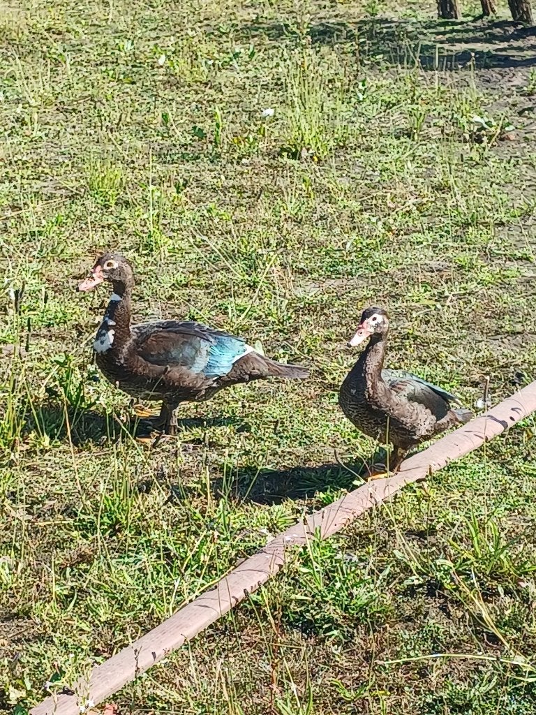 Koppel barberie eenden, Dieren en Toebehoren, Meerdere dieren, Eend