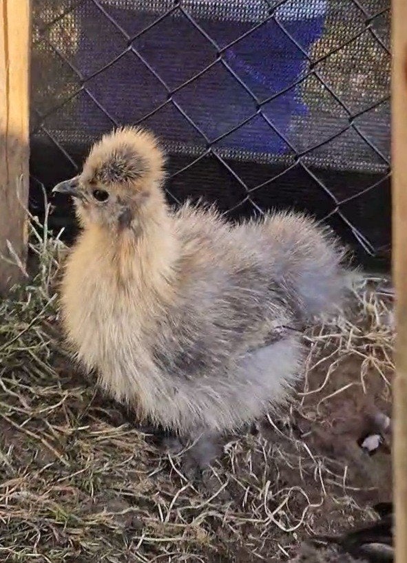 Zijdehoentjes 9 weken oud, Dieren en Toebehoren, Pluimvee