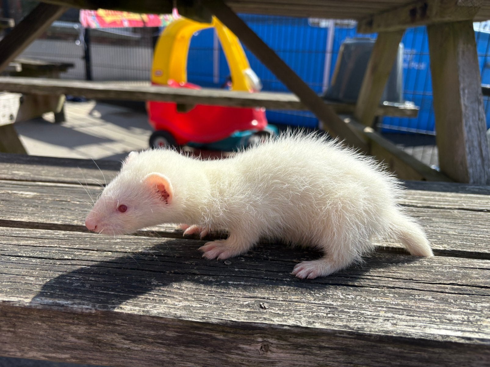 Lieve tamme fretjes zoeken nieuw huisje, Animaux & Accessoires, Mai, Plusieurs animaux