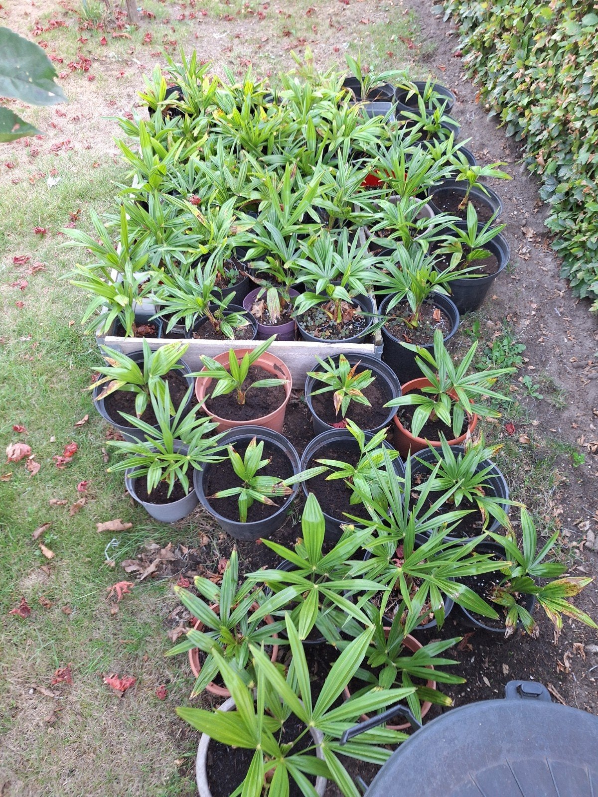 palm🌴🌴🌴🌴🌴, Tuin en Terras, Ophalen