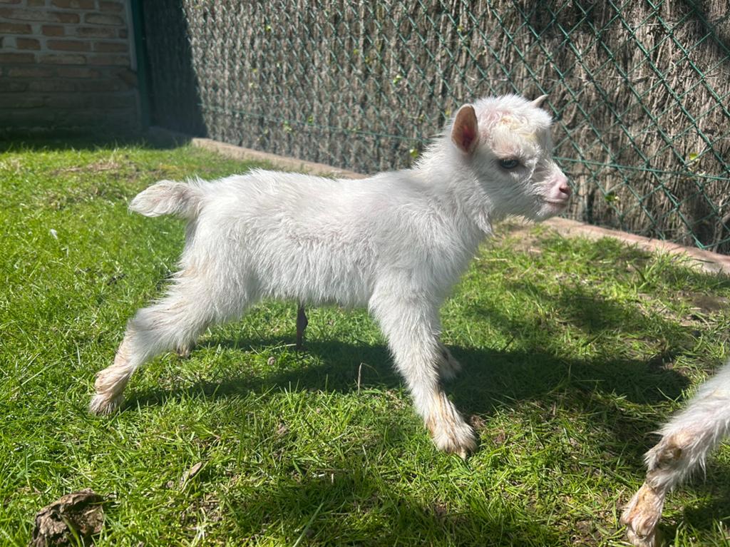 Mini chèvres naines, Plusieurs animaux, Chèvre, 0 à 2 ans