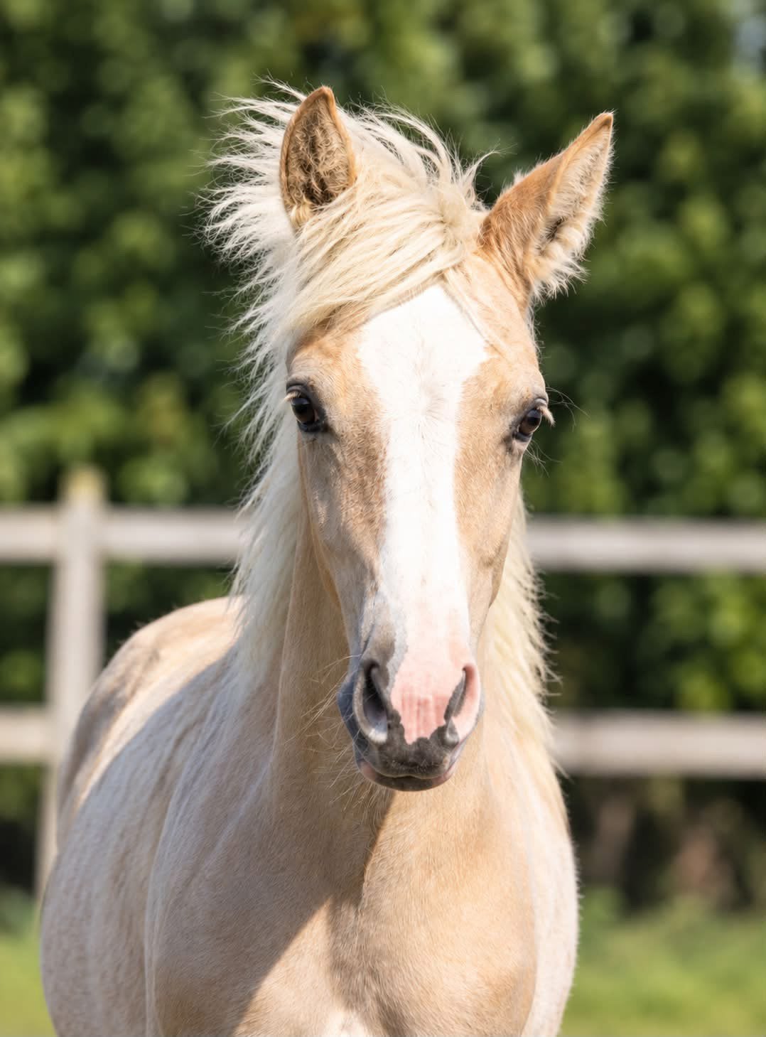 Haflinger hengst veulen, Dieren en Toebehoren, Hengst, Ontwormd