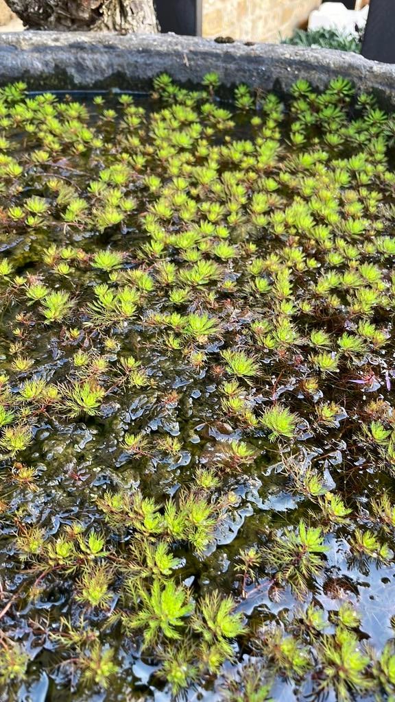 Zuurstofplanten vijver, Ophalen