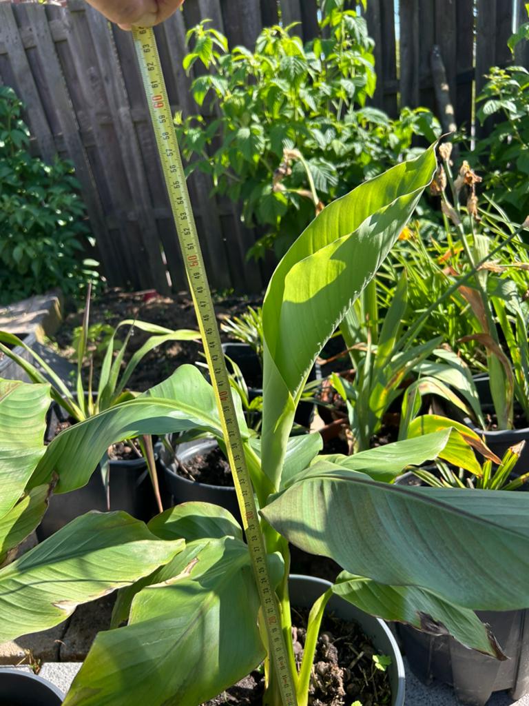 Bananenplant voor buiten, Tuin en Terras, Planten | Tuinplanten, Ophalen