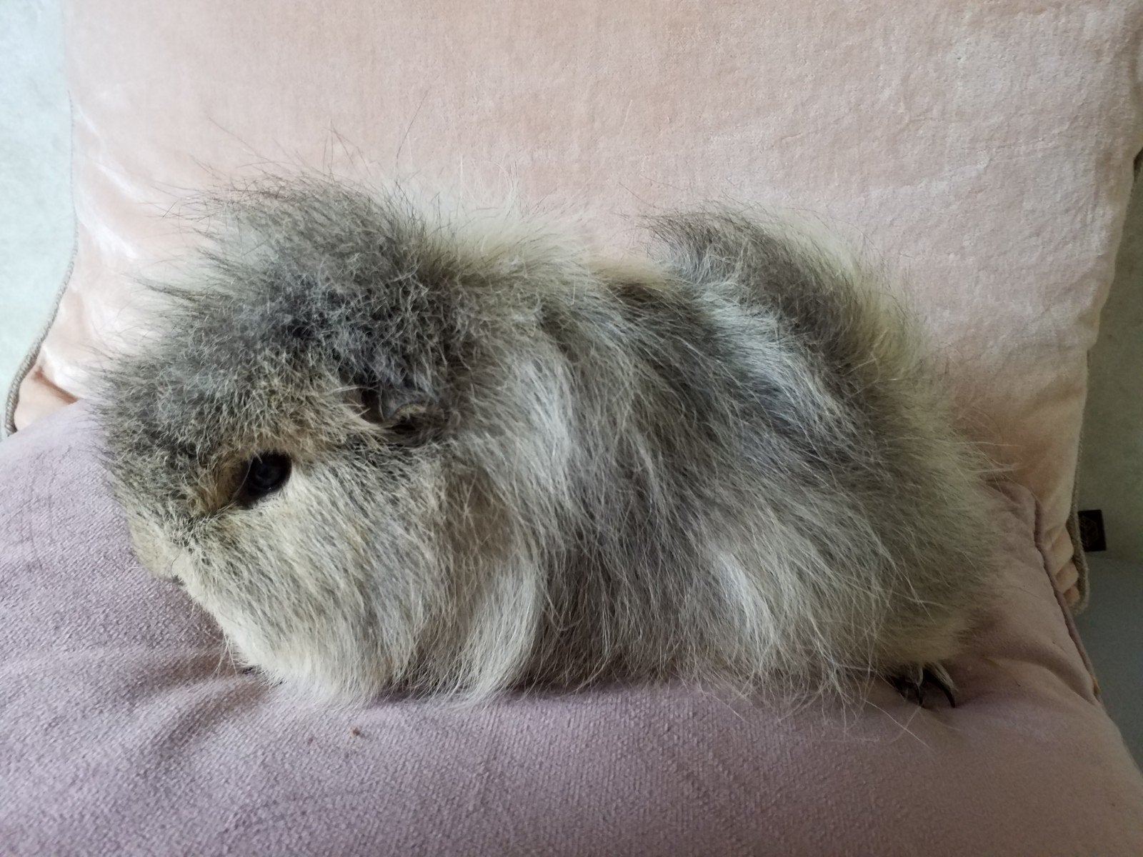 Prachtige  cavia zeugjes, Animaux & Accessoires, Rongeurs, Femelle, Cobaye, Mars