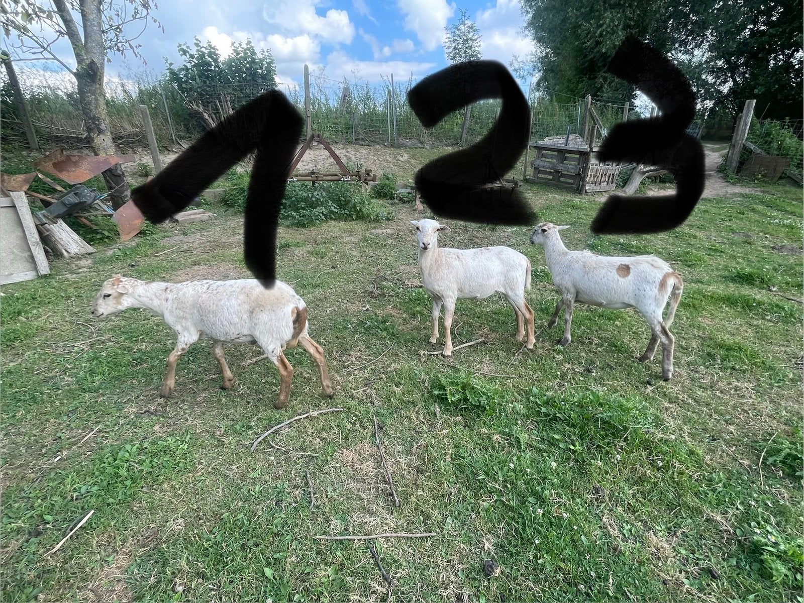 Kameroen schapen 2026, Dieren en Toebehoren