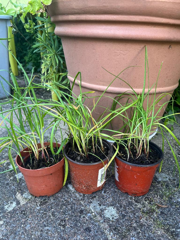 Chinese bieslook, Tuin en Terras, Ophalen of Verzenden, Vaste plant