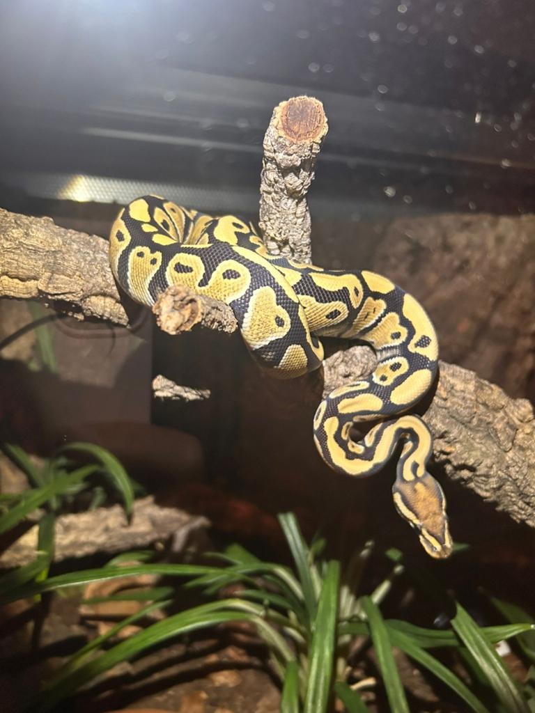 Ball python dessert ghost het clown 0.1, Dieren en Toebehoren, Reptielen en Amfibieën, Slang, Tam, 0 tot 2 jaar