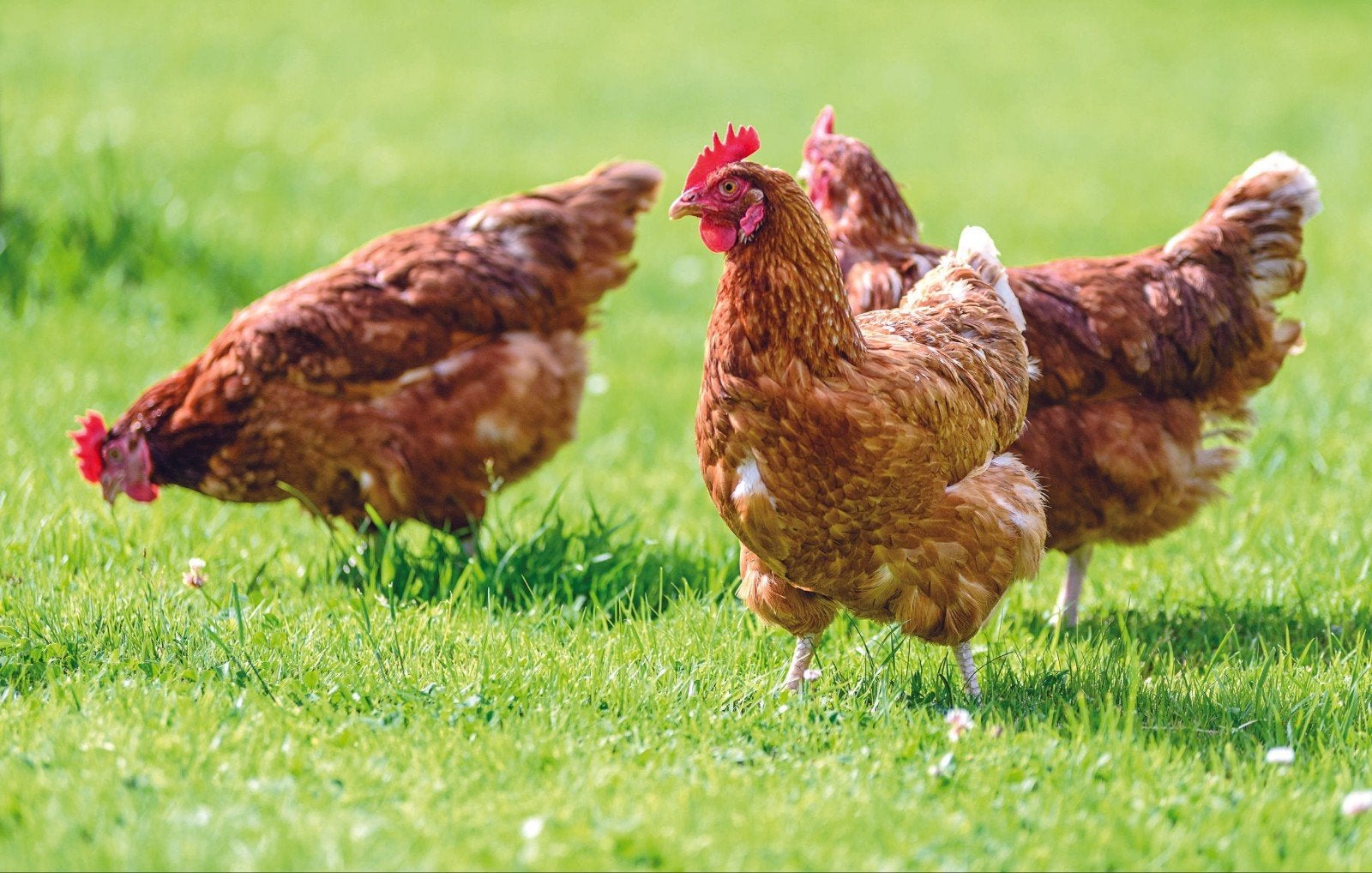 Leghen, Dieren en Toebehoren, Pluimvee, Vrouwelijk, Kip