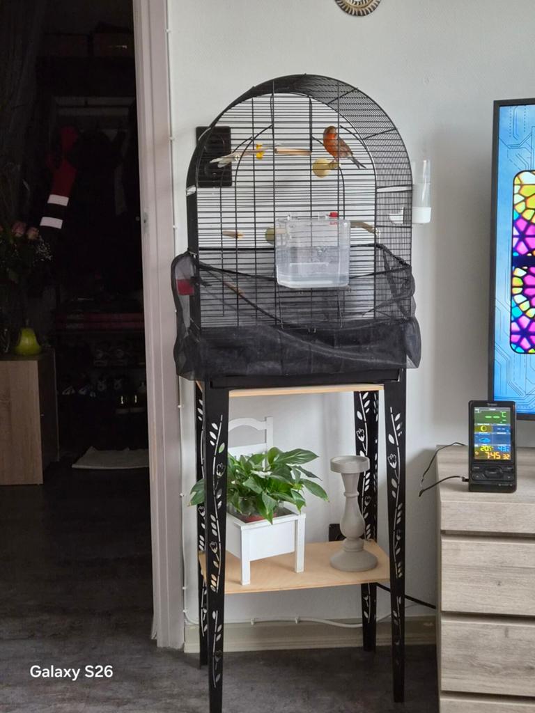 Cage pour canaris, Animaux & Accessoires, Enlèvement