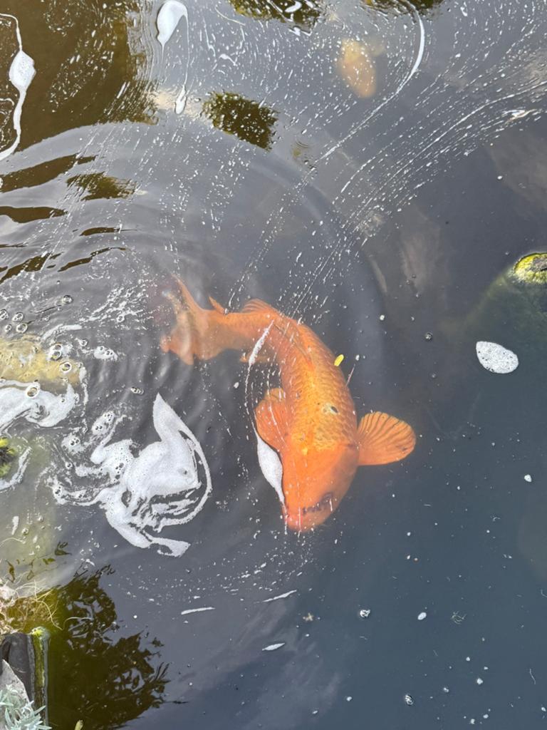 grote koi’s en 1 diamant steur, Steur