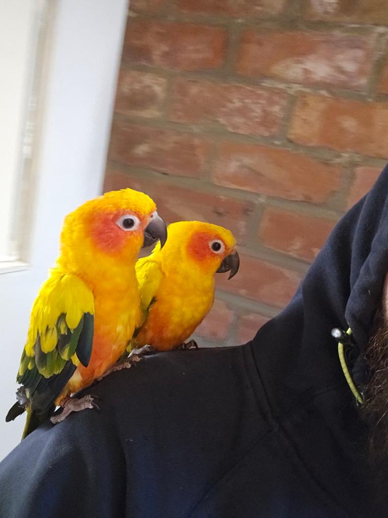 Conure soleil, Animaux & Accessoires