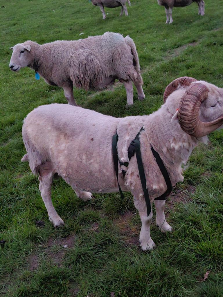 Dekram te koop wiltshire horn stamboek