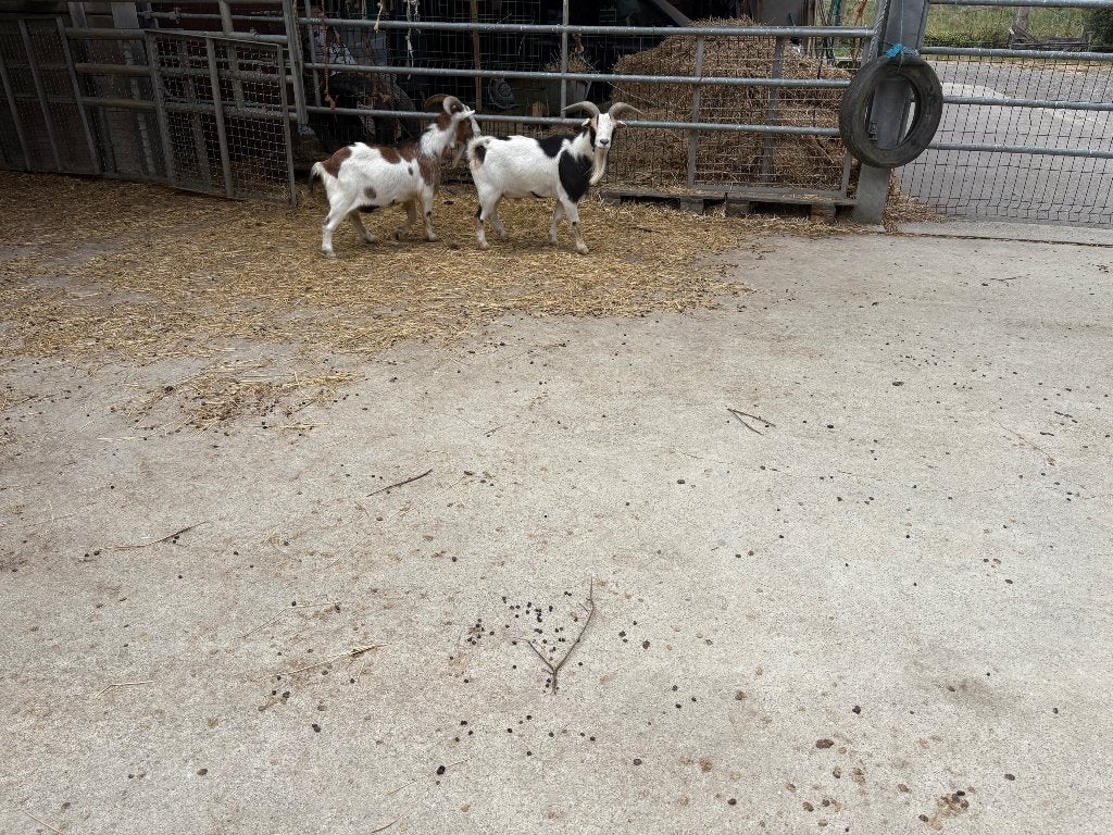 2 gecastreerde geiten, Dieren en Toebehoren, Schapen, Geiten en Varkens, Mannelijk, Geit, 3 tot 5 jaar