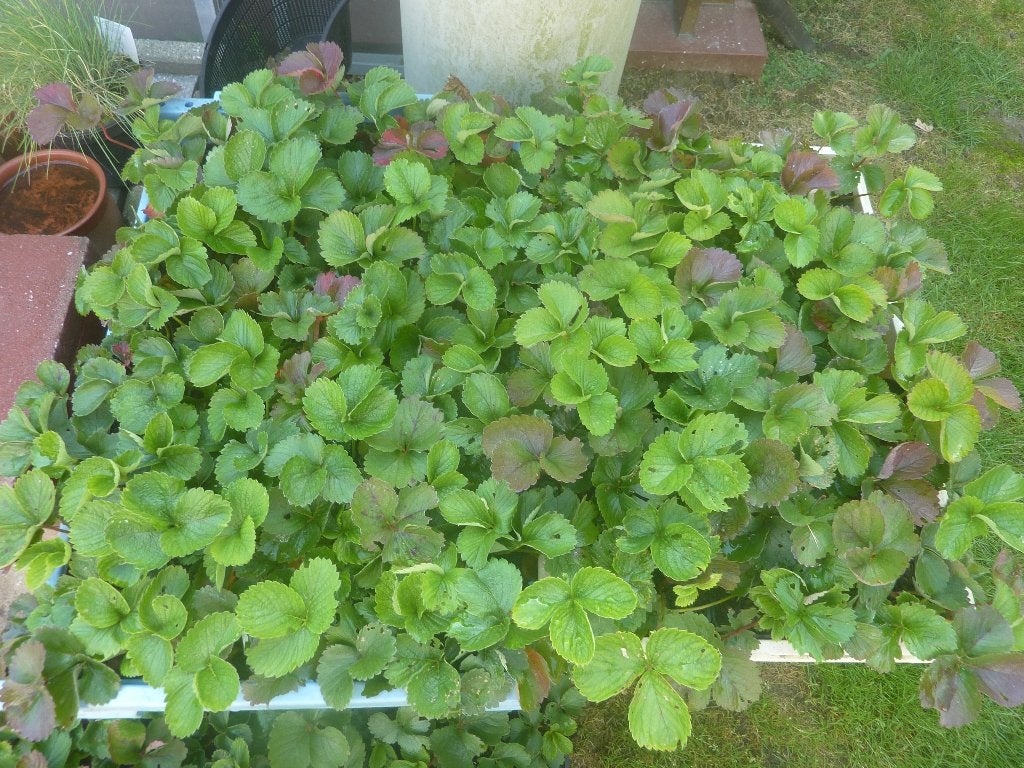 jonge aardbei en frambozen, wintervaste planten, Ophalen