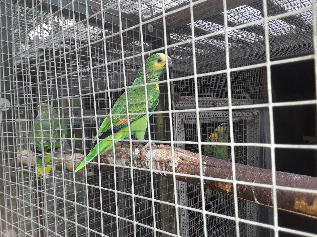 Jonge blauwvoorhoofd geelvleugel amazone, Dieren en Toebehoren, Geslacht onbekend, Papegaai, Geringd