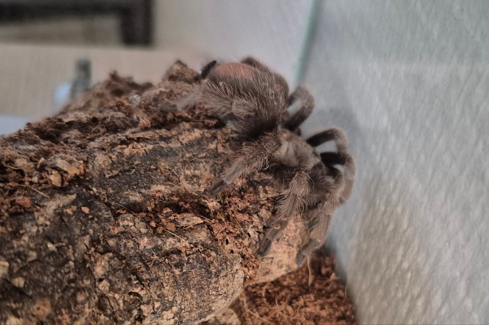 Aphonopelma johnnycashi, Dieren en Toebehoren, Insecten en Spinnen