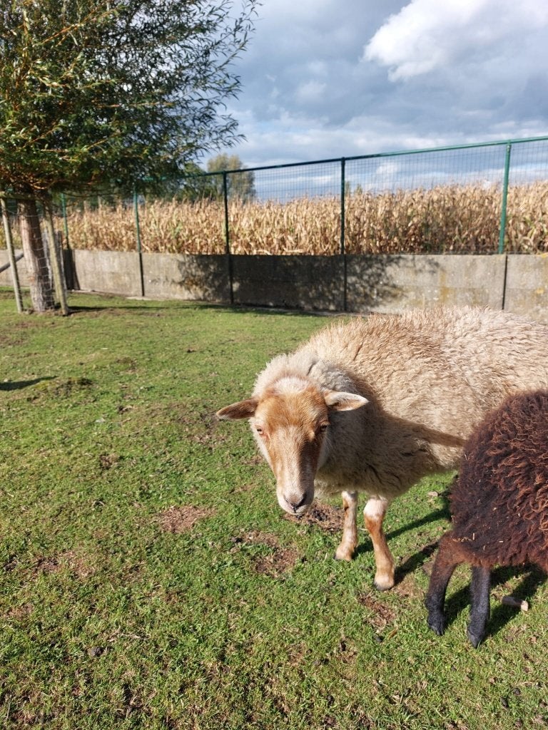 Ooi - Ouessant x Ardense voskop - < 1 jaar, Animaux & Accessoires, Femelle, Mouton, 0 à 2 ans