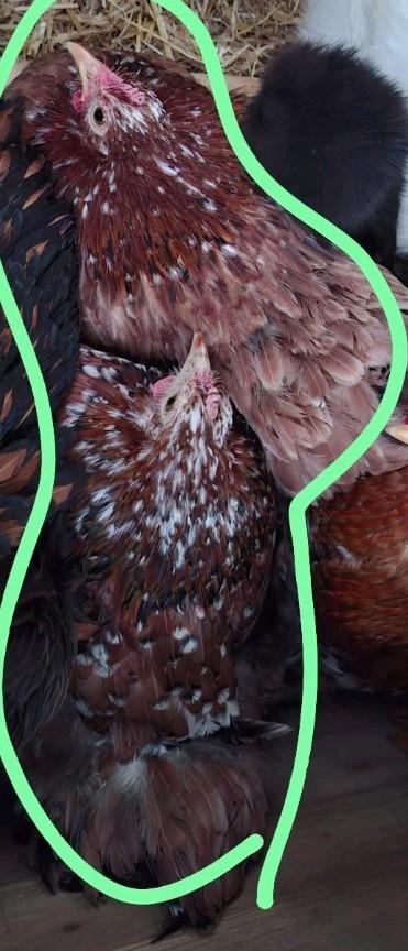 2 cochin hennen, Dieren en Toebehoren, Hondenriemen, Ophalen