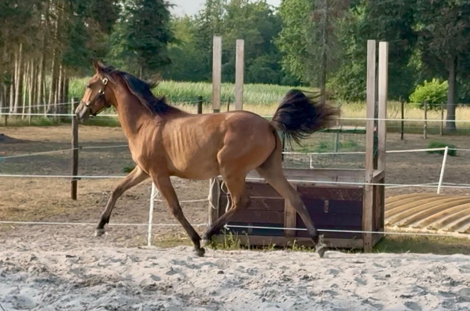 Top 1 jarige new forest merrie, Dieren en Toebehoren