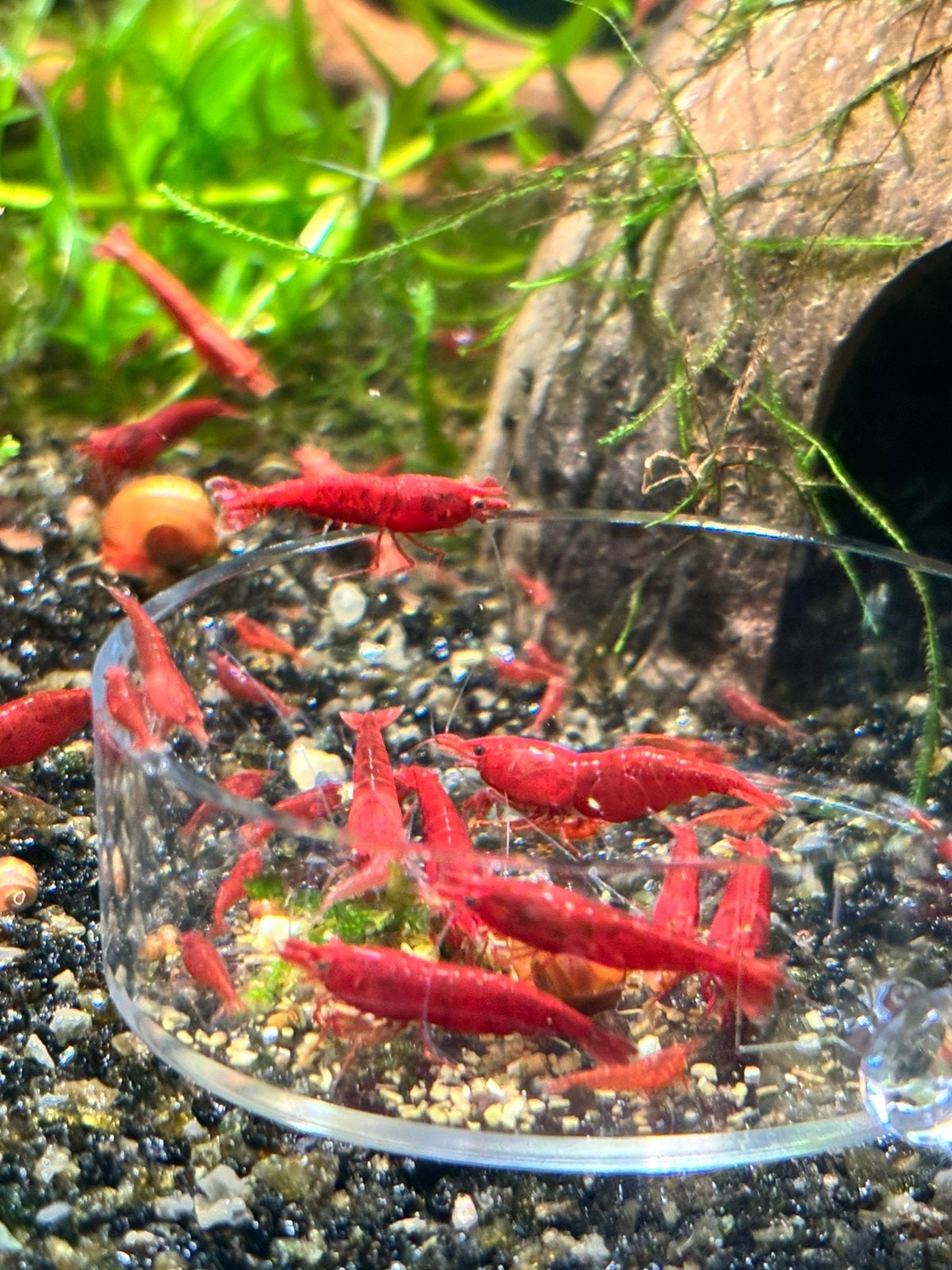 Neocaridina Davidi sp. Bloody Mary / rode garnalen, Dieren en Toebehoren, Kreeft, Krab of Garnaal, Zoetwatervis, Schoolvis