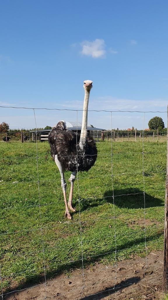 Struisvogel Kuikens, Dieren en Toebehoren