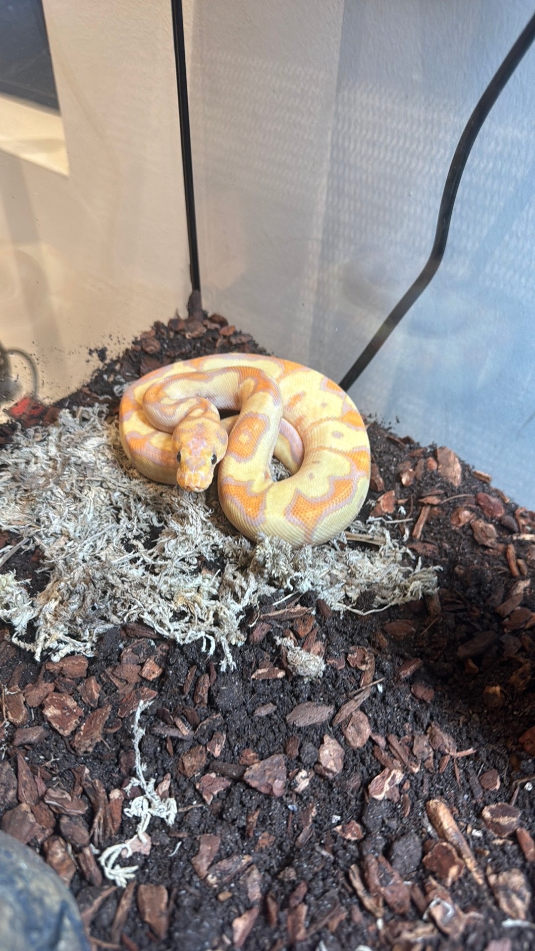 Ballpython banana clown man (met certificaat), Dieren en Toebehoren, Slang, 0 tot 2 jaar