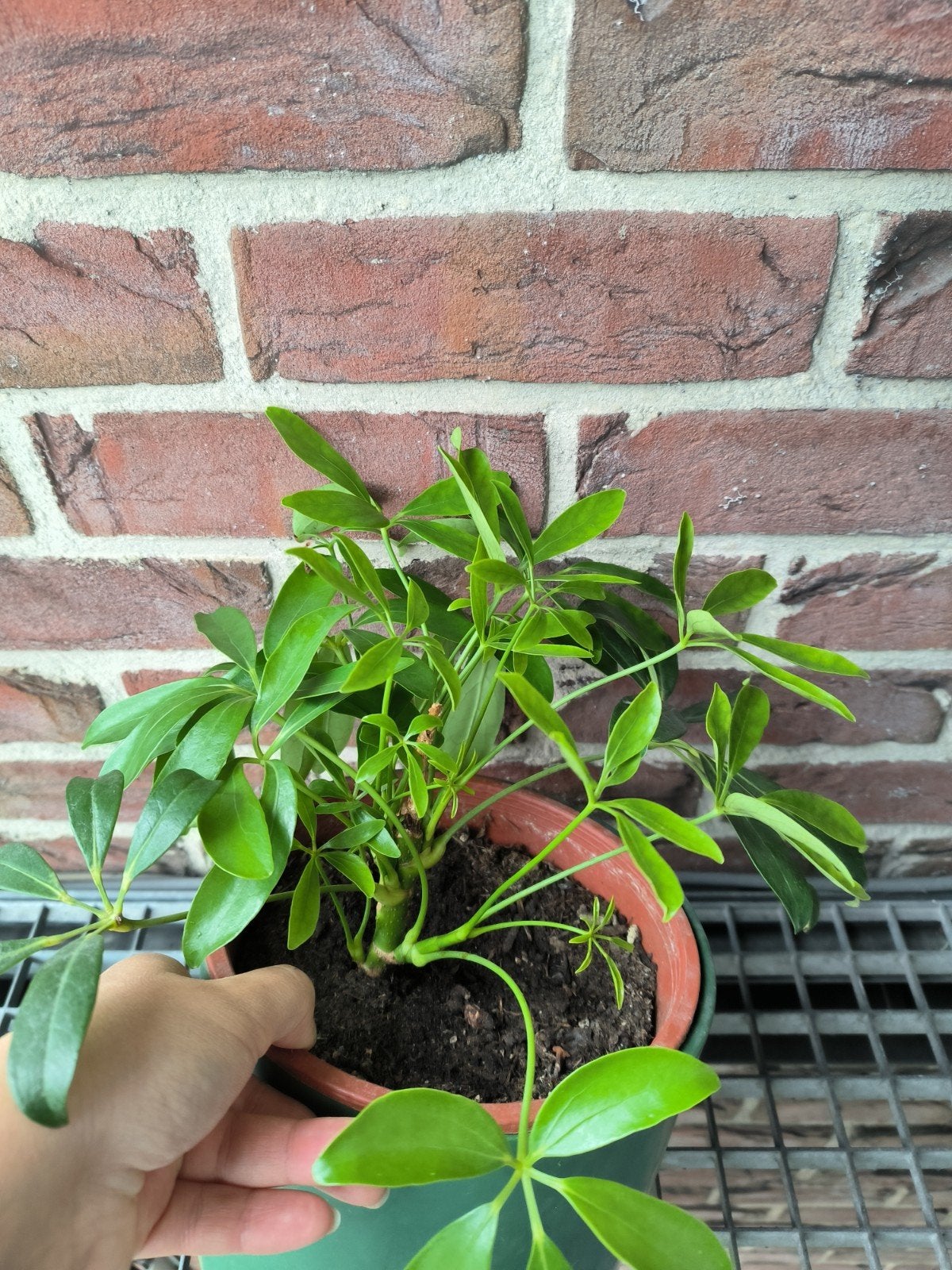 Schefflera kamerplant, Huis en Inrichting, Kamerplanten, Ophalen, Vetplant, 100 tot 150 cm, Halfschaduw