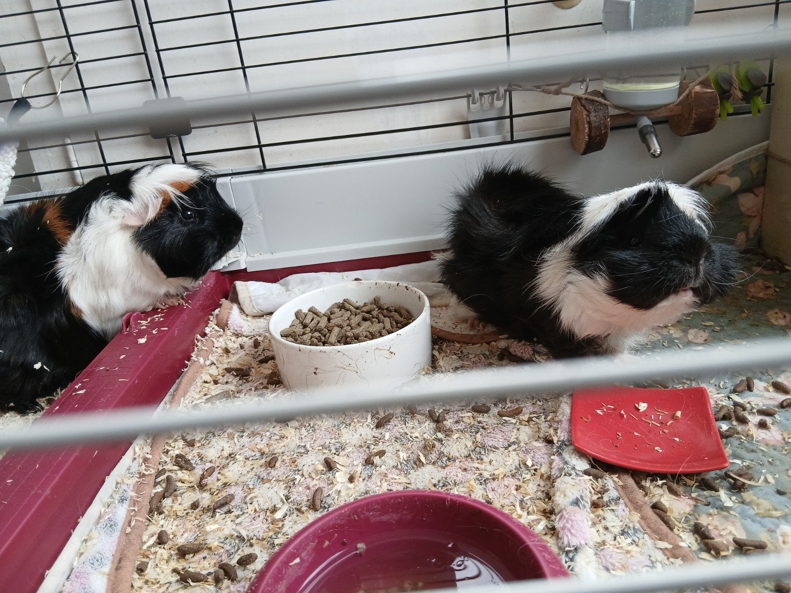 3 cavias ter adoptie, Juin, Cobaye
