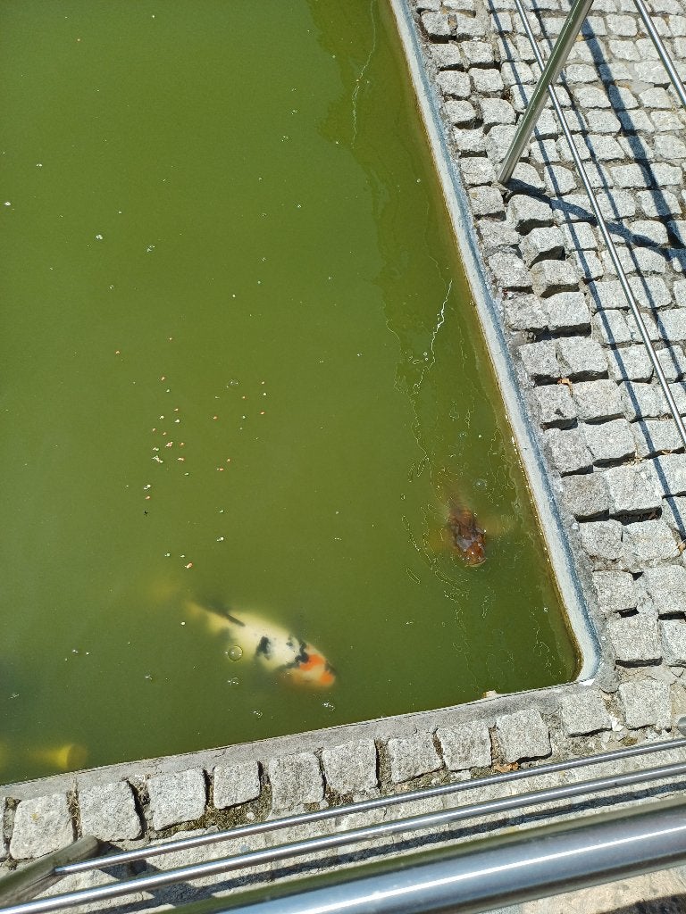 2 vissen koys, Dieren en Toebehoren, Vissen | Vijvervissen, Karper of Koi