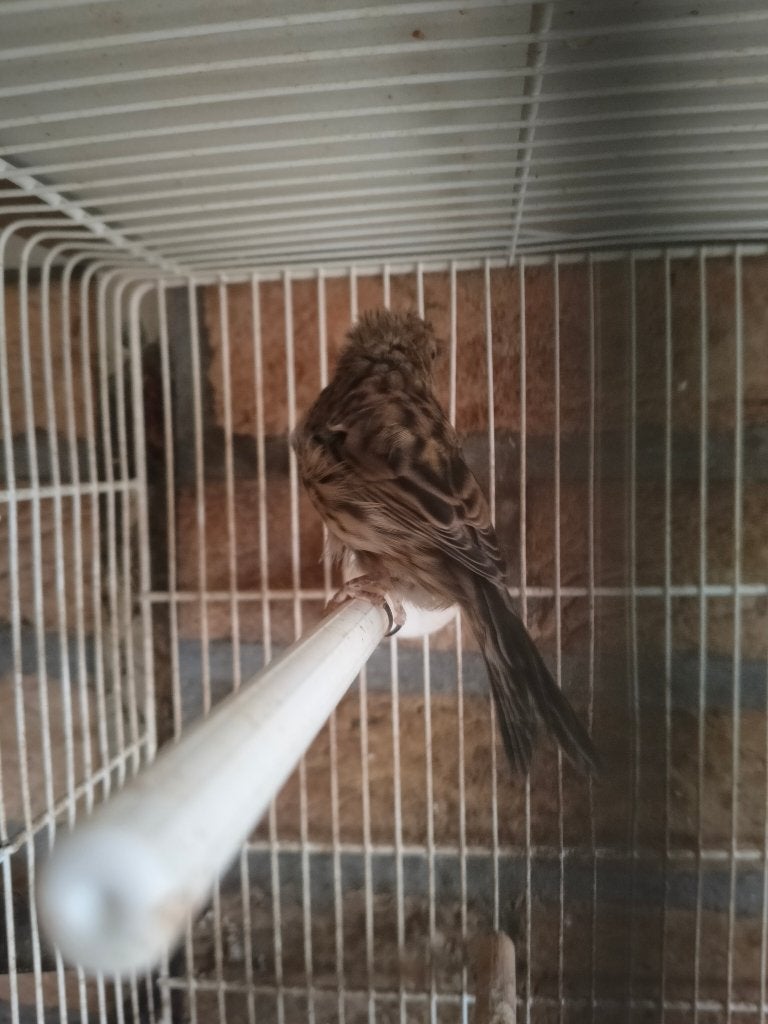 Kanarie, Dieren en Toebehoren, Geslacht onbekend, Kleurkanarie