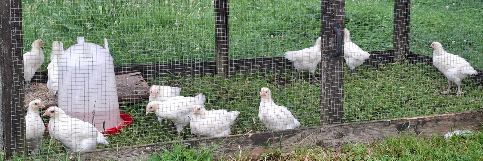 Haantjes Poule De Bresse  , witte kleur  , raszuiver