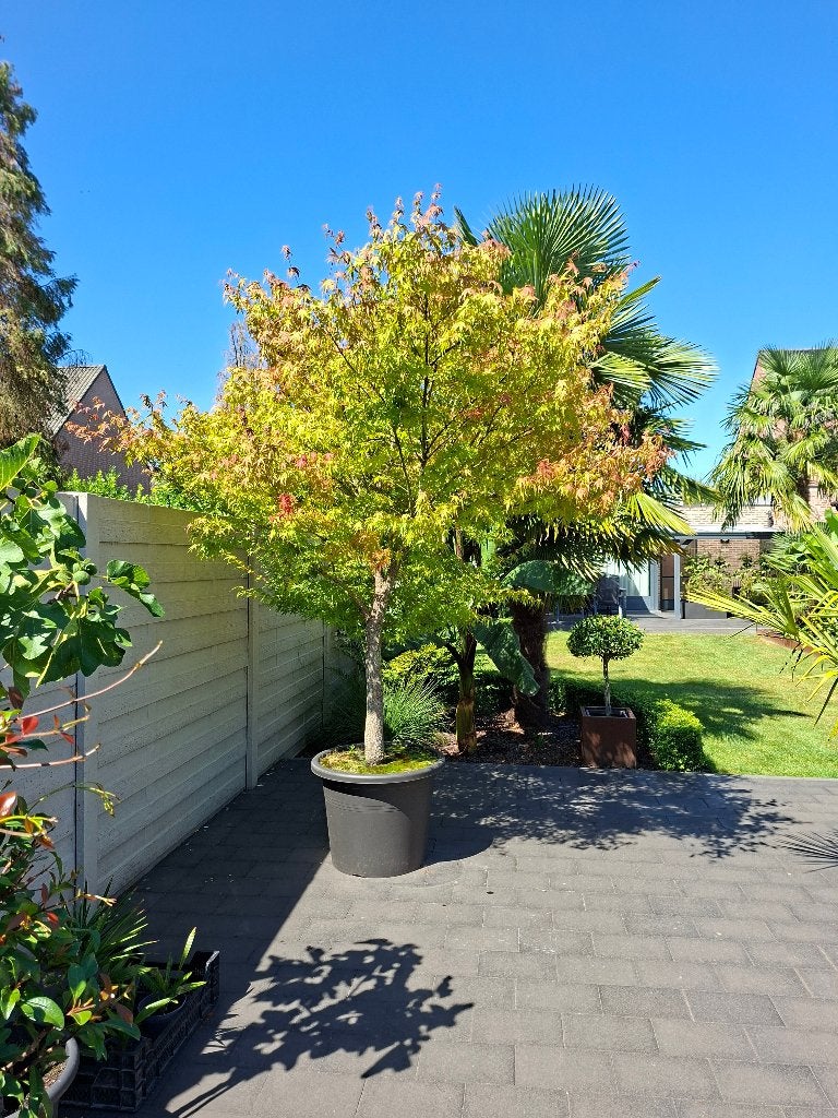Japanse esdoorn Nishiki Gawa, Tuin en Terras, Ophalen, Vaste plant, Overige soorten, Halfschaduw