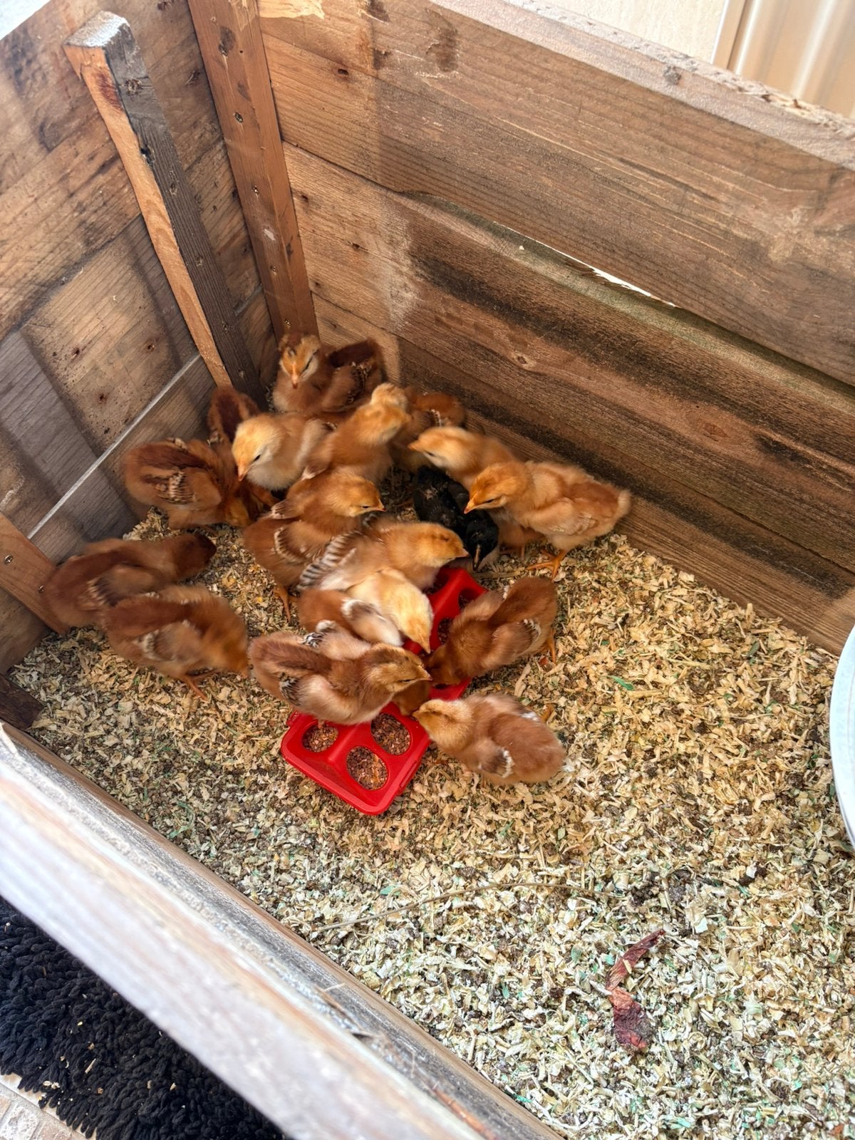 Kuikens te koop – 11 dagen oud, Dieren en Toebehoren, Kip