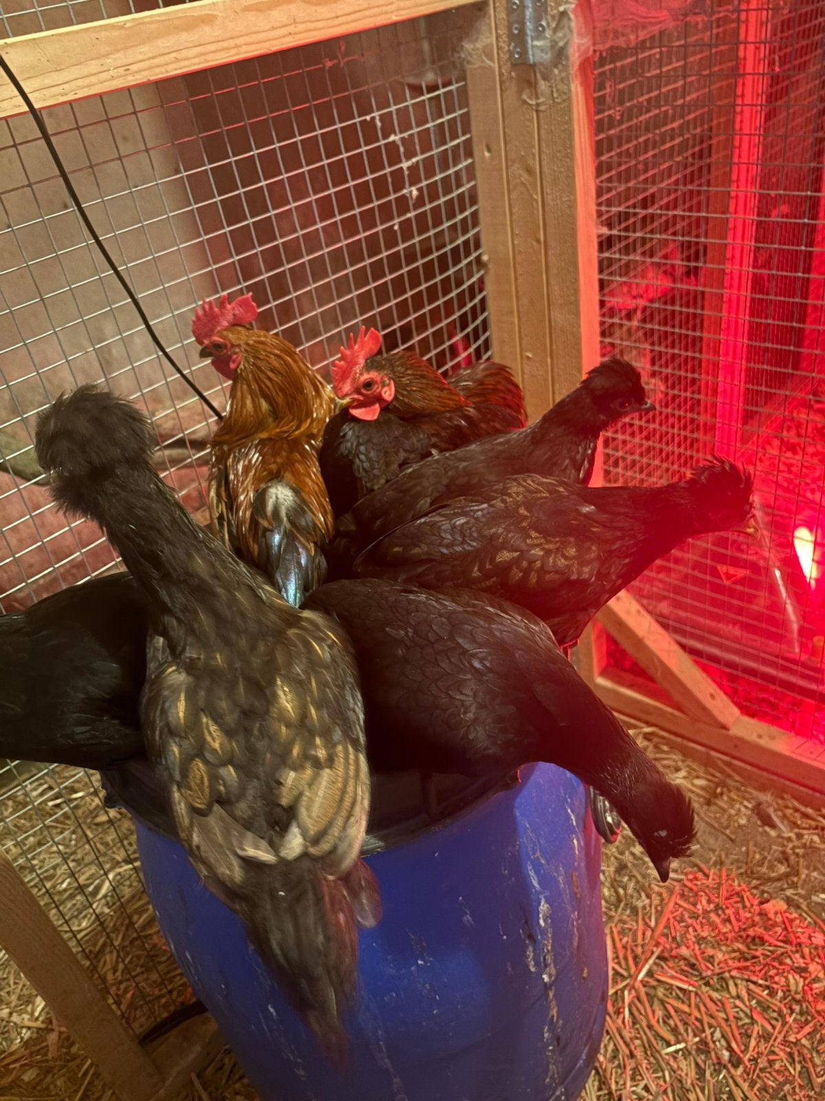 Kriel kip hennetjes, Dieren en Toebehoren, Pluimvee, Vrouwelijk, Kip