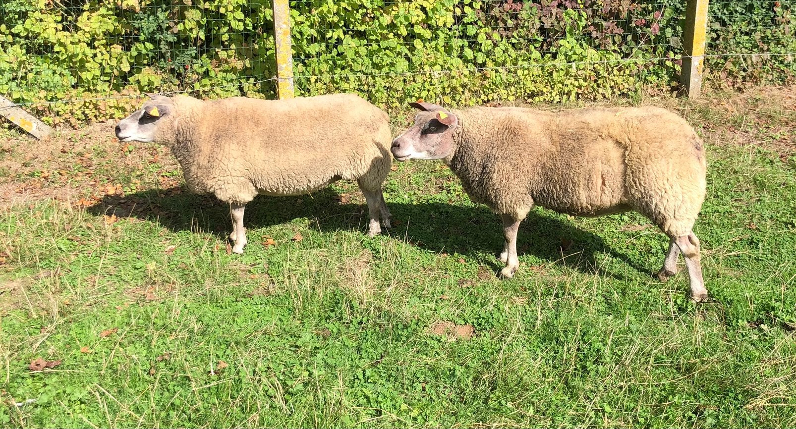 2 zware ooien, Dieren en Toebehoren, Vrouwelijk, Schaap, 3 tot 5 jaar