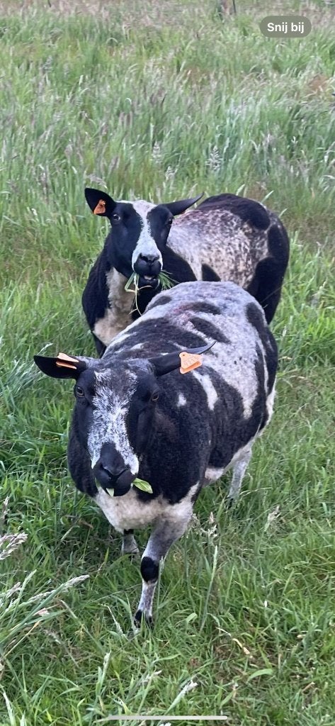 Aankoop van schapen en geiten, Animaux & Accessoires, Moutons, Chèvres & Cochons