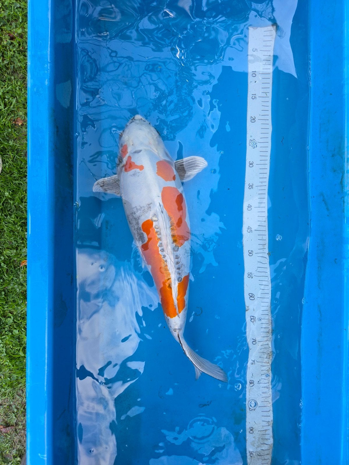 Très beau Kikusui 60-65 cm, Animaux & Accessoires