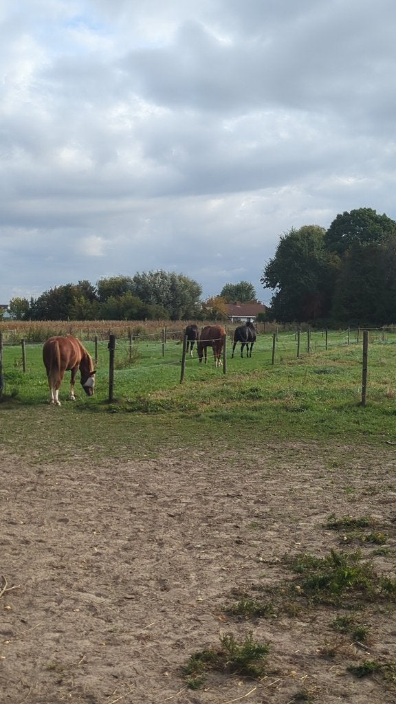 Plekje op wei te huur in Beigem, Dieren en Toebehoren, Weidegang, 1 paard of pony