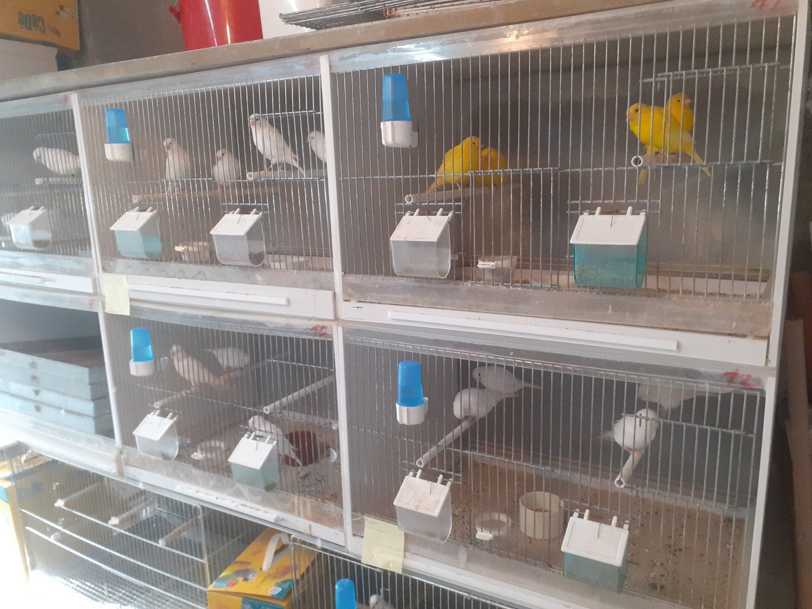 kweek kooien in plexiglas met schuif en toebehoren.12 st., Ophalen, Gebruikt, Kunststof, Broedkooi of Kweekkooi