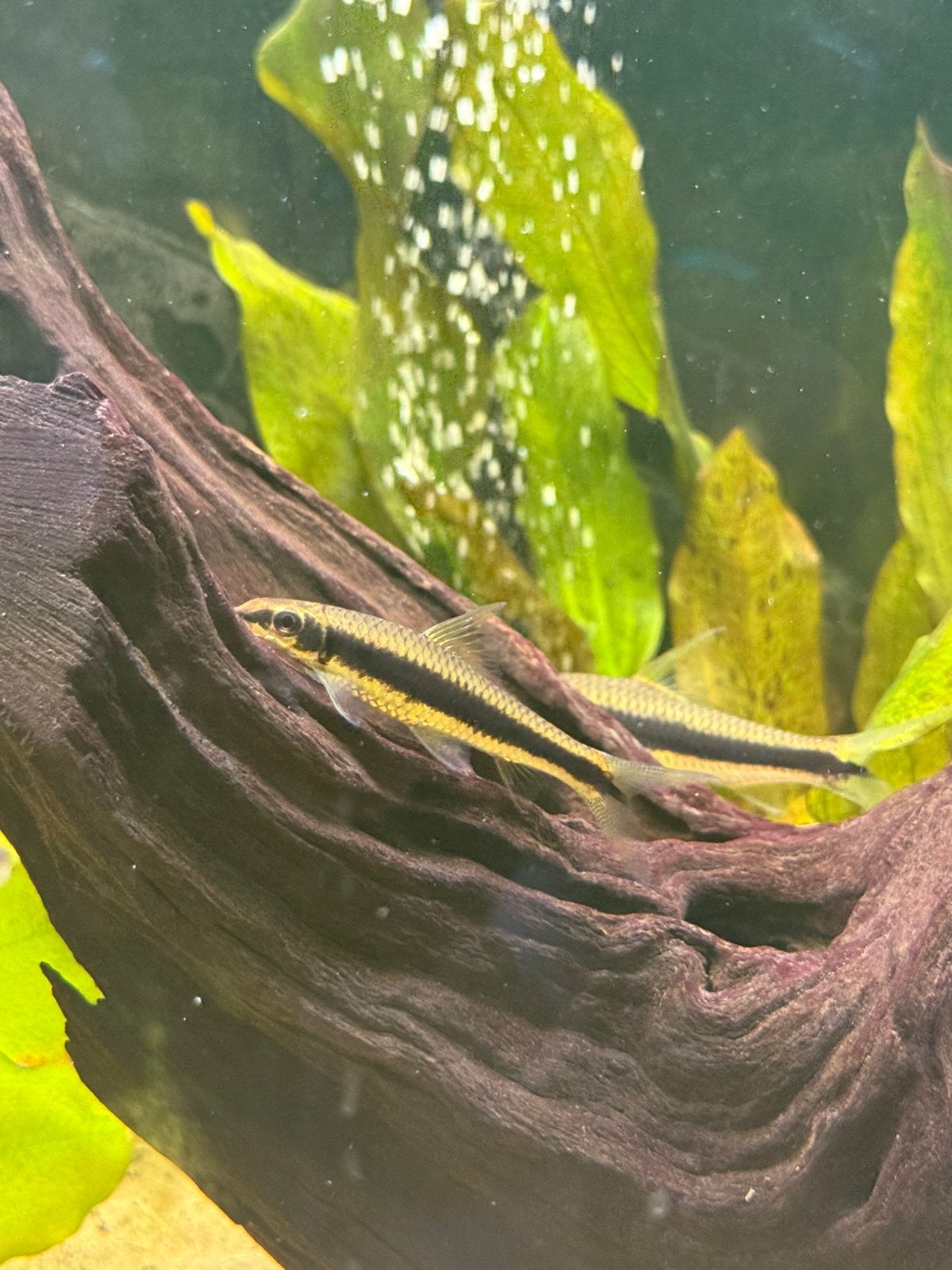 2 Siamese algeneters te koop, Poisson, Poisson d'eau douce