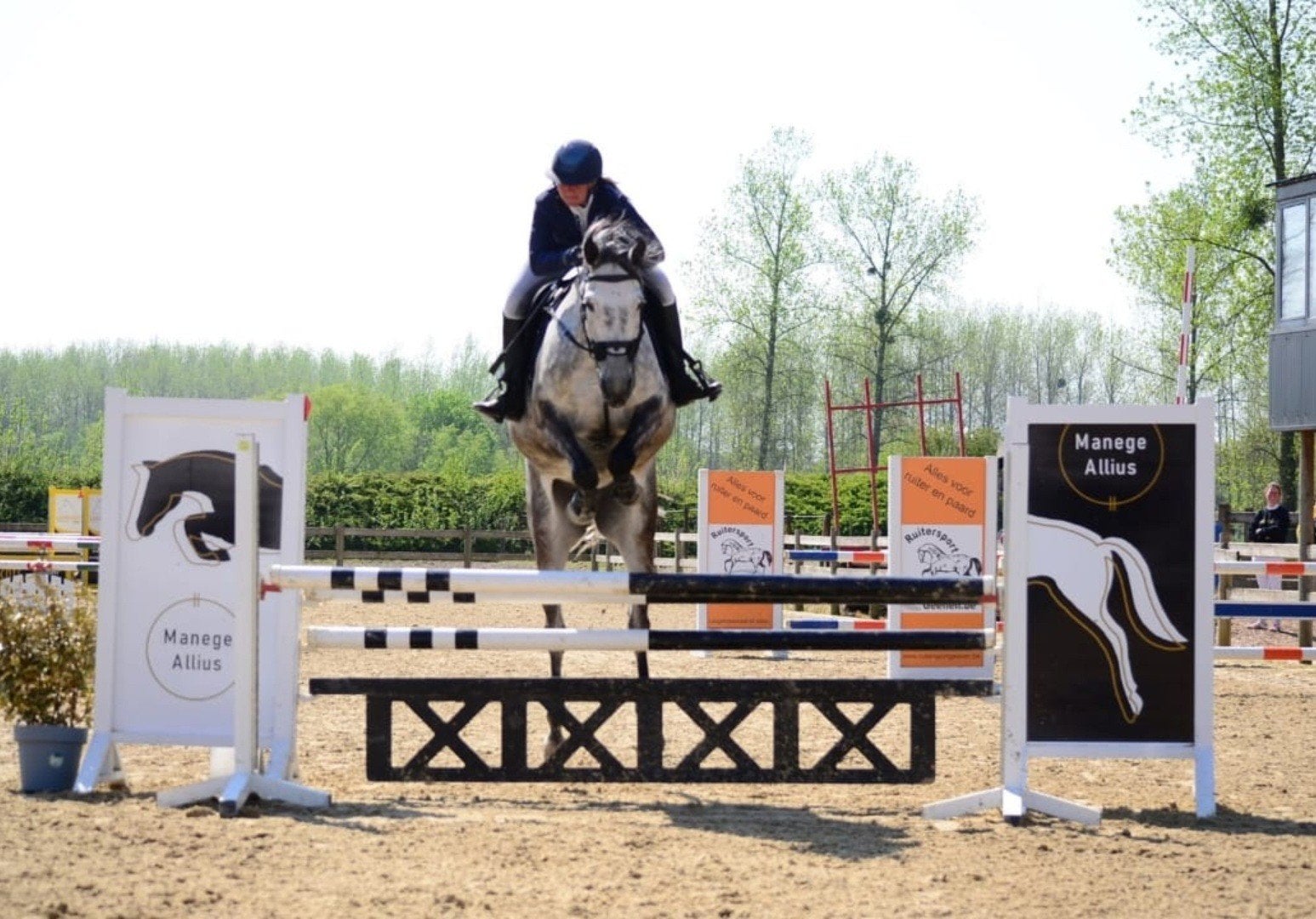 12-jarige springmerrie – Chellano Alpha Z x Lancet, Merrie, Springpaard, Met stamboom, L